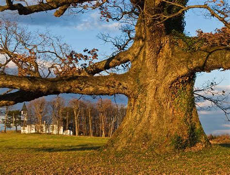 How to Grow a White Oak Tree: A Step-by-Step Guide