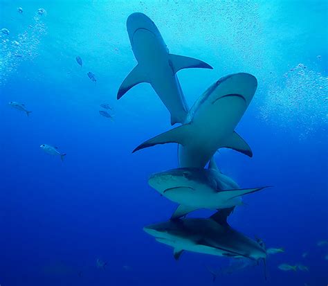 Diving The Great Blue Hole in Belize: What You Need to Know