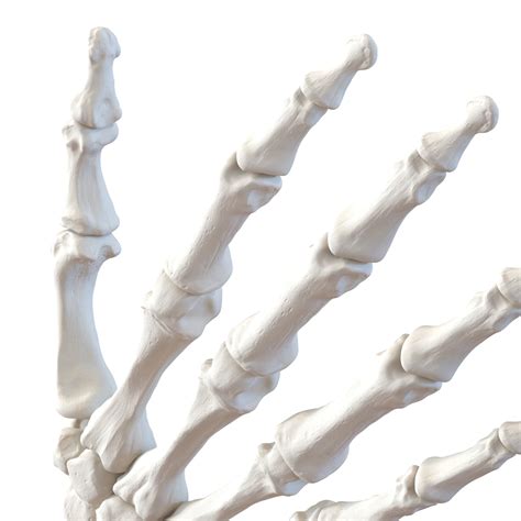 3d model human hand bones