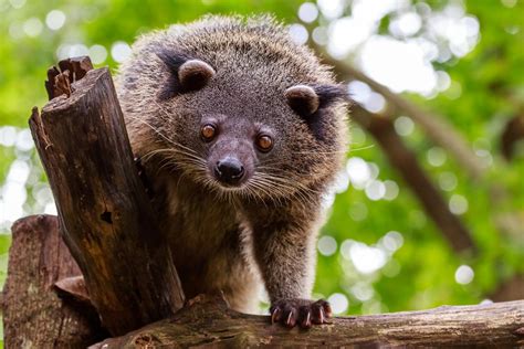 BINTURONG - Características, hábitat, alimentación y reproducción (con ...