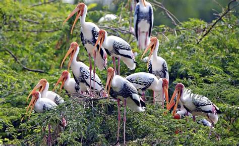 Popular National Parks & Wildlife sanctuary in India