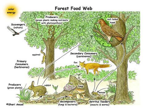 Forest Food Webs