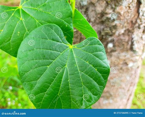 The Leaves of the Brotowali Medicinal Plant Which Usually Propagates on ...