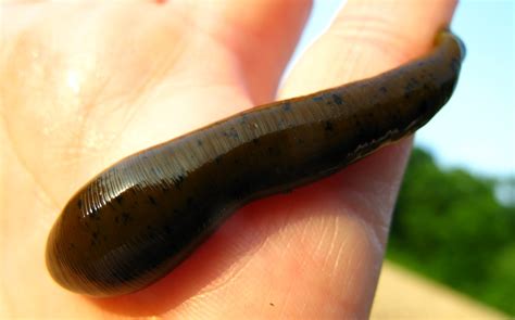 Researchers sequence third leech species’ genome, finding over 30 blood ...