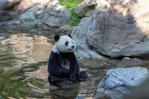 Giant Panda | Smithsonian Institution