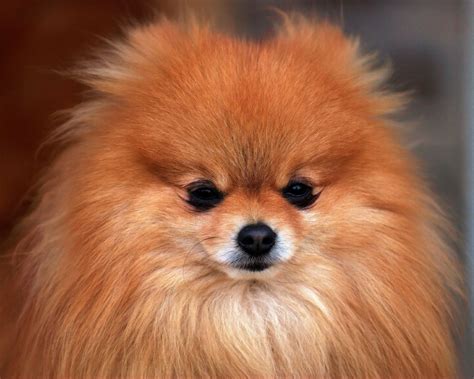 Pomeranian - All Small Dogs Wallpaper (18774580) - Fanpop