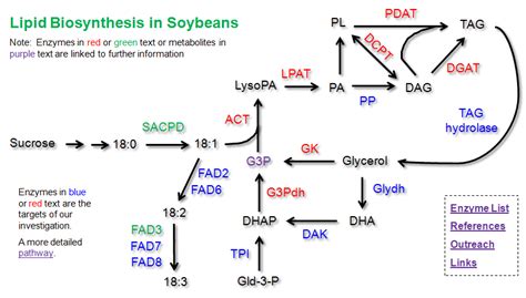 Soybean Lipid Biosynthesis Pathway