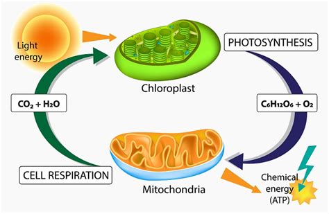 [LS2-3] Energy and Matter Cycles | Biology Dictionary