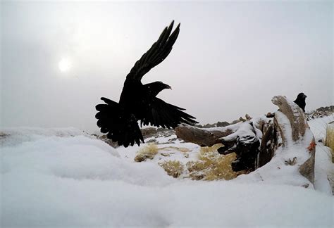 A Crow Flies Dramatically Over The Snow Photograph by Bud Force - Fine ...