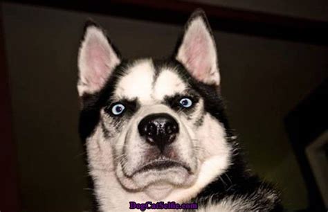 Angry husky | Funny dog faces, Husky funny, Funny animals