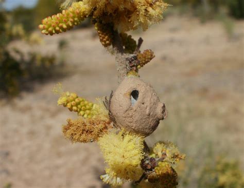 Nest of a Potter Wasp - What's That Bug?