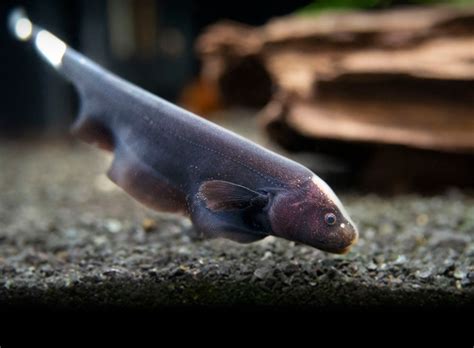 Black Ghost Knifefish (Apteronotus albifrons) - Tank-Bred!