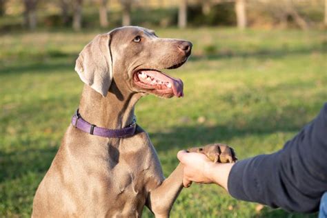 How to Train a Weimaraner: 10 Expert Tips & Common Mistakes – Dogster