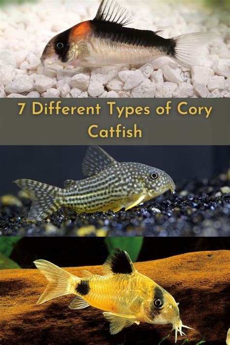 Discover the Fascinating World of Cory Catfish