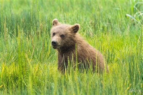 Grizzly Bear Cubs Playing