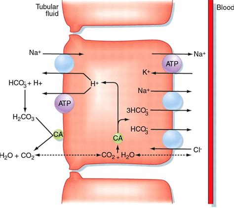 The Proximal Convoluted Tubule - Channels - TeachMePhysiology