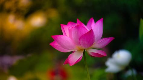 selective photography of pink Lotus flower #nature lotus Water Lily ...