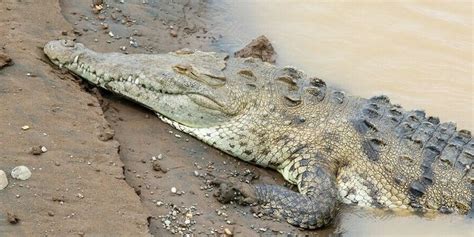 Burundi : un crocodile mangeur d’hommes sème la terreur