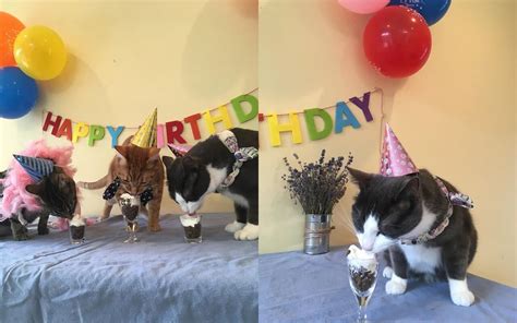 Pet Owner 'Wins the Internet' After Hosting Epic Birthday Party for ...