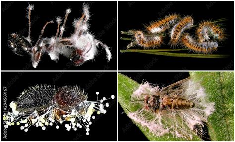 Insects infected and killed by entomopathogenic fungus. Isolated on a ...