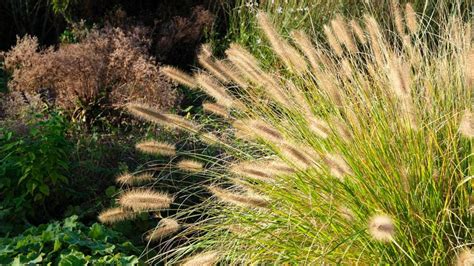 The Best Ornamental Grasses To Add To Your Lawn – Forbes Home