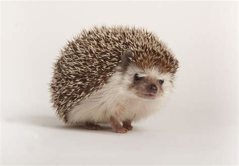 How to Care for Pet Hedgehogs - Basic Hedgehog Care Guide