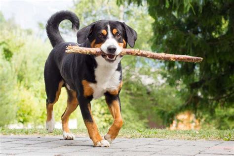 Appenzeller Sennenhund-Züchter mit Welpen in der Nähe (Liste) - Hunde2.de