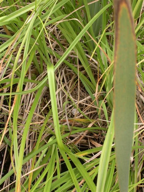 Virginia Rail nest_2 Muhlenberg Co. 1 June 2006 (B. Palmer… | Flickr