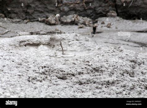 Mud fountain, in the mud pools at Te Puia, thermal valley of ...