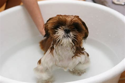 5 Funny Dog Videos: Dogs Getting a Bath - Puppy Leaks