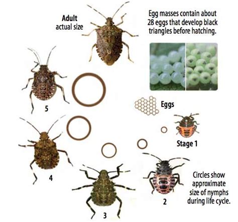 Stink Bug Life Cycle-Eggs, Baby Stink Bugs, Adults & Span | Pestbugs