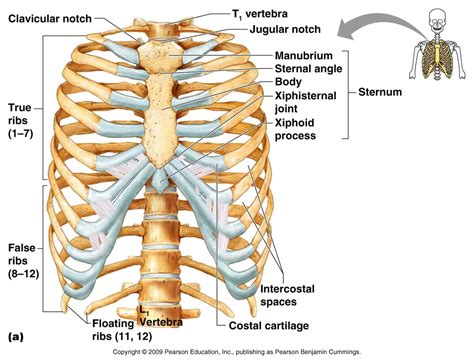 Skeletal System - Life Science