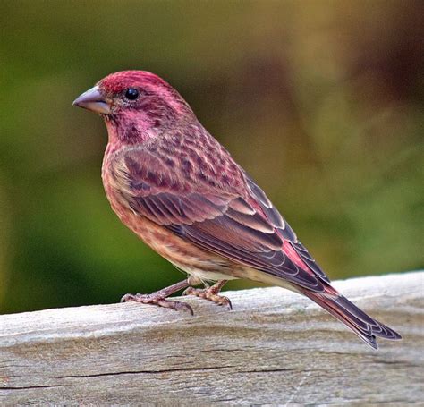 purple or house finch?! chicago, IL : r/whatsthisbird