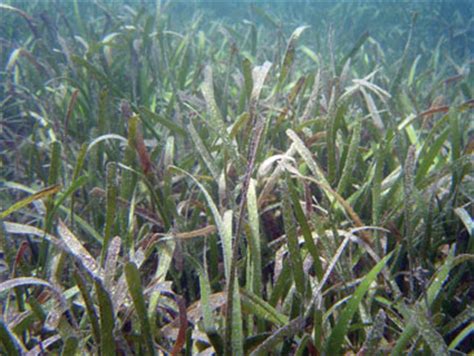 Loss of Coastal Seagrass Habitat Accelerating Globally | University of ...