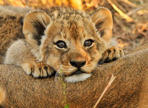 Download Baby Animal Animal Lion Image