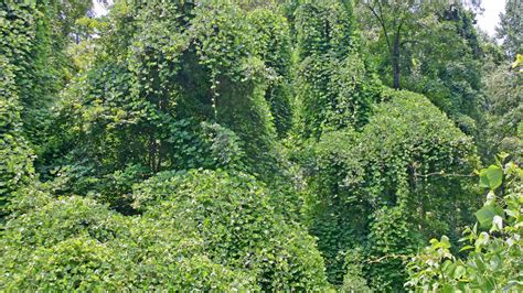 Fast-growing kudzu plant overwhelms native species