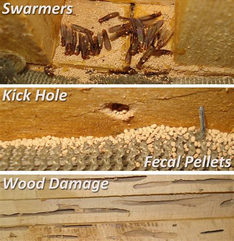 Top 102+ Pictures Pictures Of Termite Damage To Hardwood Floors Updated