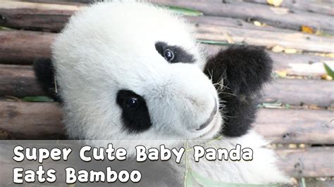 Baby Giant Pandas Eating Bamboo