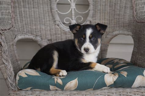 Miniature Australian Shepherd Mix For Sale Holmesville, OH Female- Ava ...