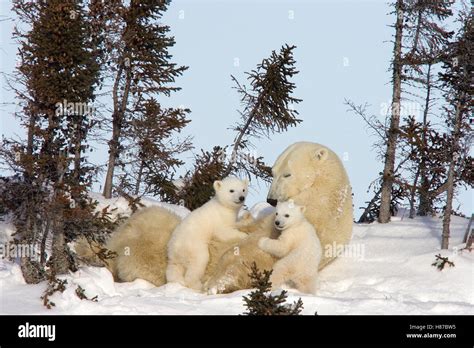 Polar Bear (Ursus maritimus) trio of three month old cubs interrupt ...