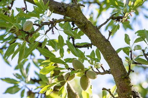 How Do Almonds Grow