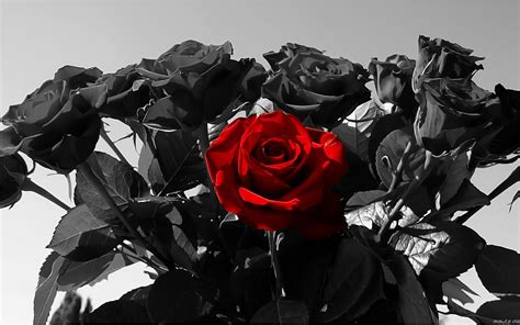 Black Rose Background (52+ pictures) - WallpaperSet