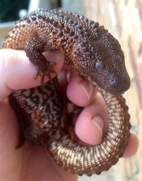 Monitor Lizard Pet California | Pets Animals US