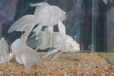 White goldfish fishes kepts as pets in captivity in tank or aquarium ...