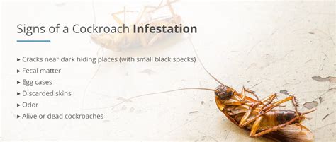 Signs of Cockroach Infestation: How to Identify & Deal with Roach ...