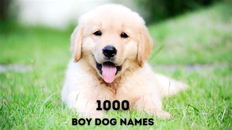 1000 Boy Dog Names for Your Good Boy!