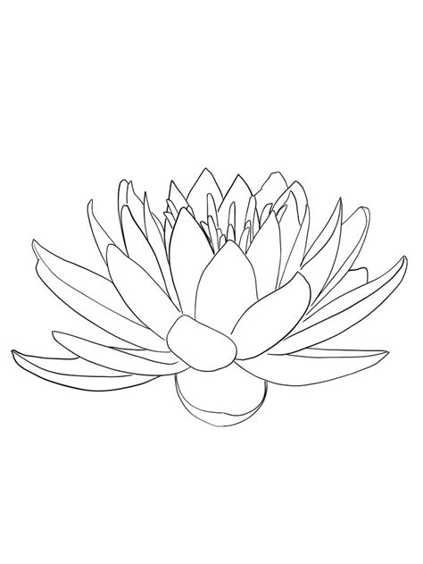 waterlily line art | Water lilies art, Lilies drawing, Water lily drawing