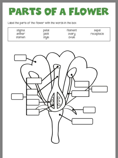 Parts Of Flower Worksheet For Kindergarten