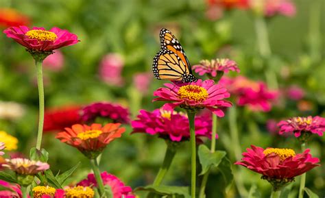 Butterfly Pictures With Flowers