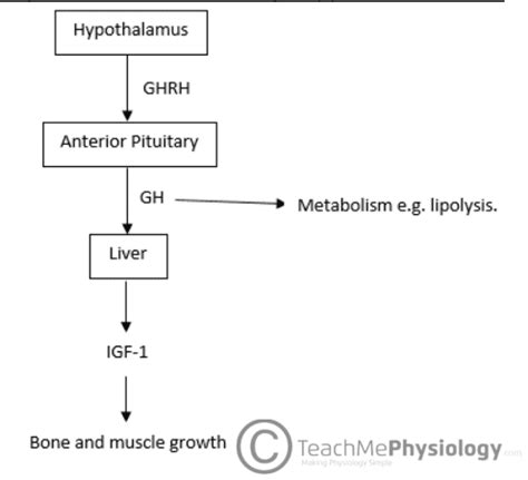 Growth Hormone - Actions - Regulation - TeachMephysiology